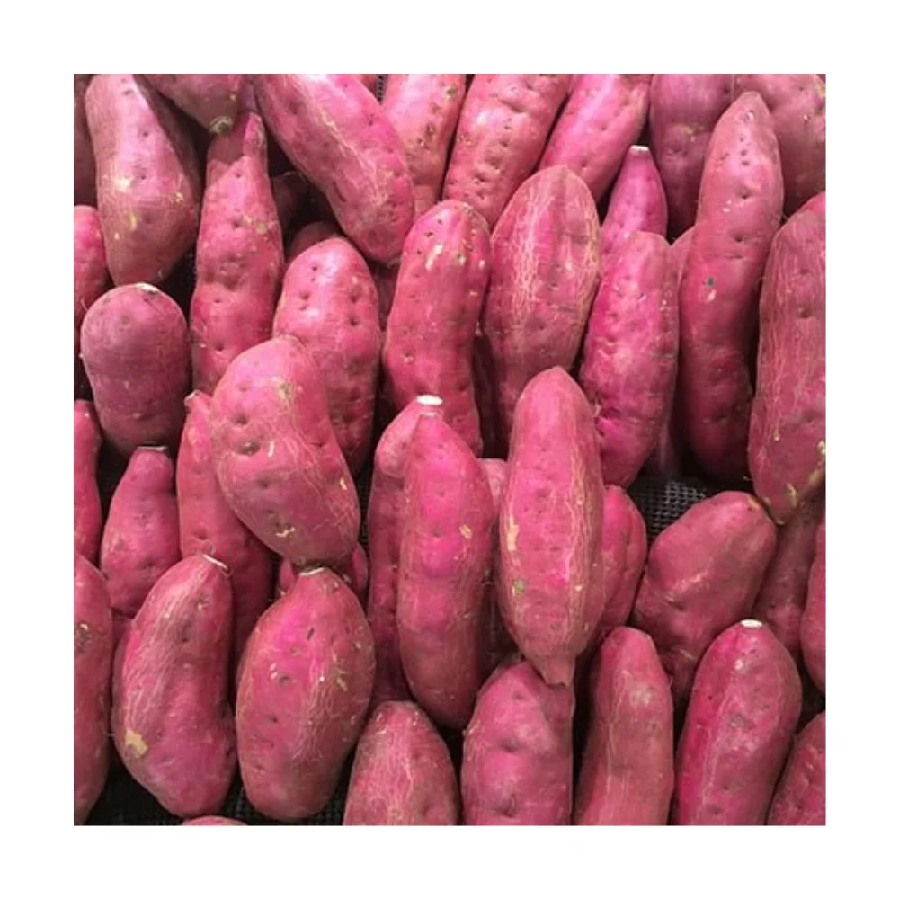 Самая низкая цена на рынке от вьетнамского нашего продукта сладкий желтый картофель лучшего