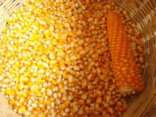 Factory Price Manufacturing Bulk Kernel Dried Yellow Corn For Sale