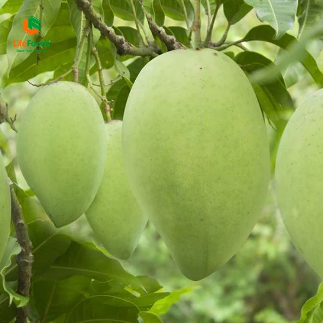 Natural Sweet Common 100% Maturity Delicious HCCP cert package ODM fresh fruit Yellow Cat Chu Mango Lifefoods from Vietnam