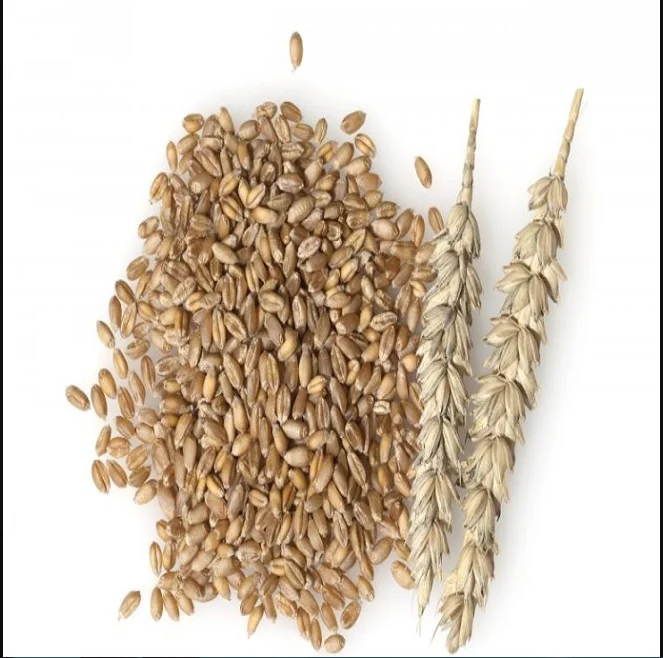 Best Selling High In Nutrients And Fiber Natural Wheat Grain Wheat Grain Bulk Buy Wheat Grains