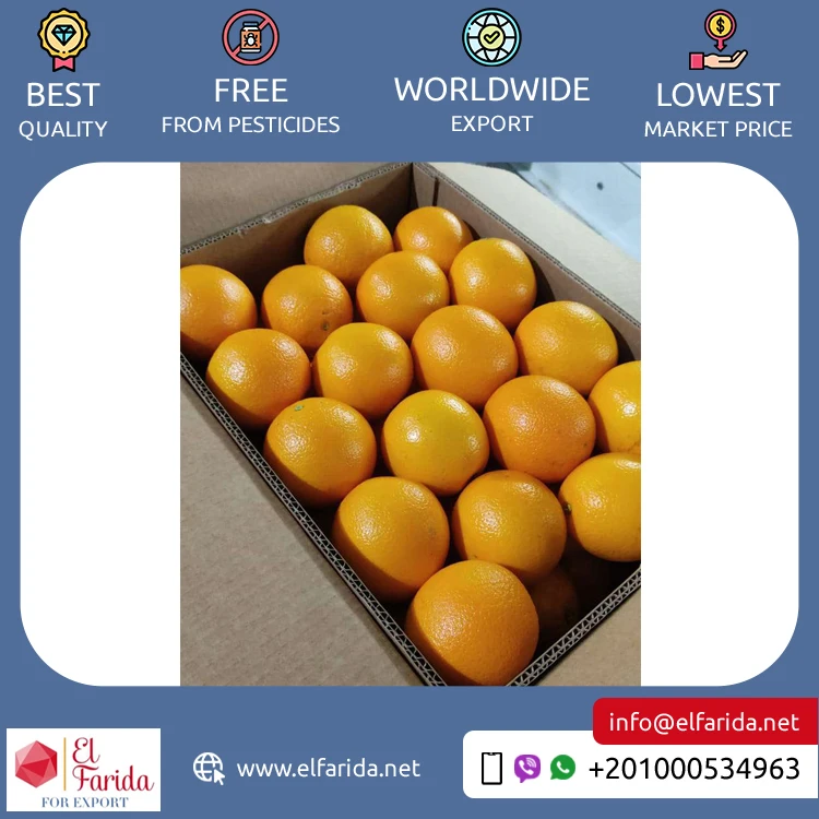 Good Quality Top Selling Pure and Natural Healthy & Nutritious Fresh Citrus Fruit Valencia Oranges from Egypt Origin Exporter