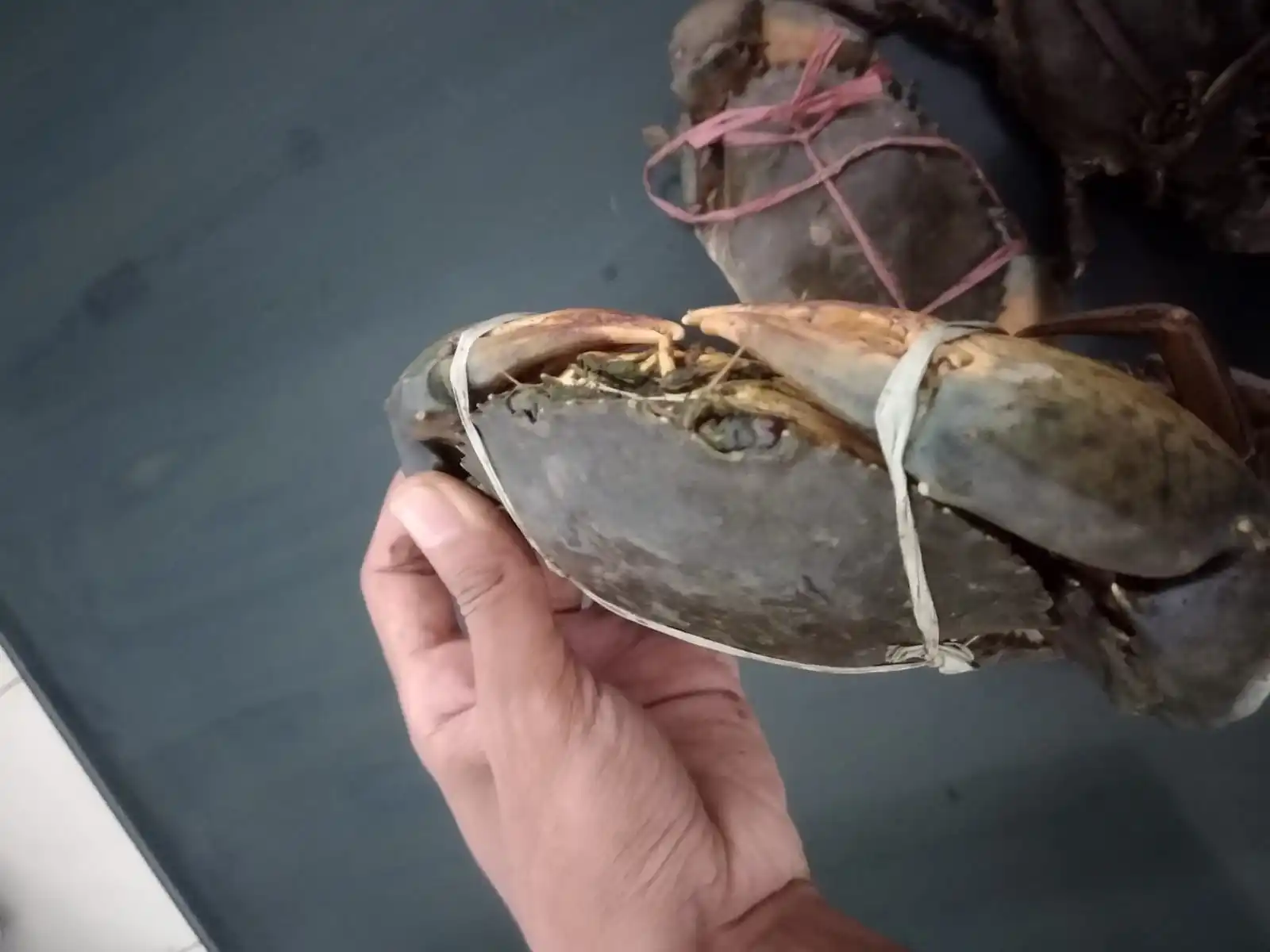 FROZEN  MUD CRAB HIGH QUALITY INDONESIAN ORIGIN