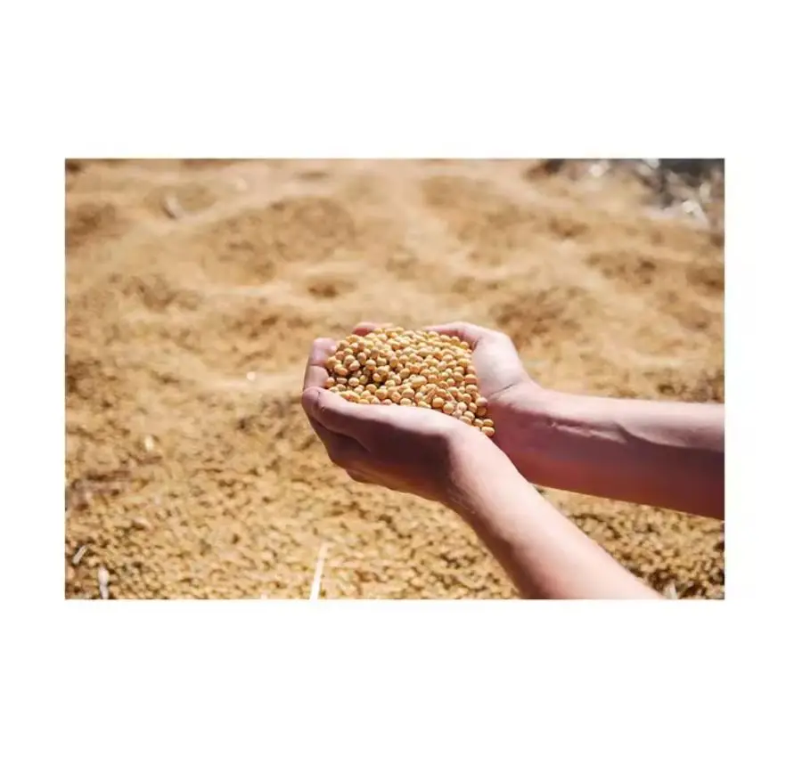 Quality Broiler Concentrate Poultry Feed/chicken starter broiler feed/broiler feed supplement