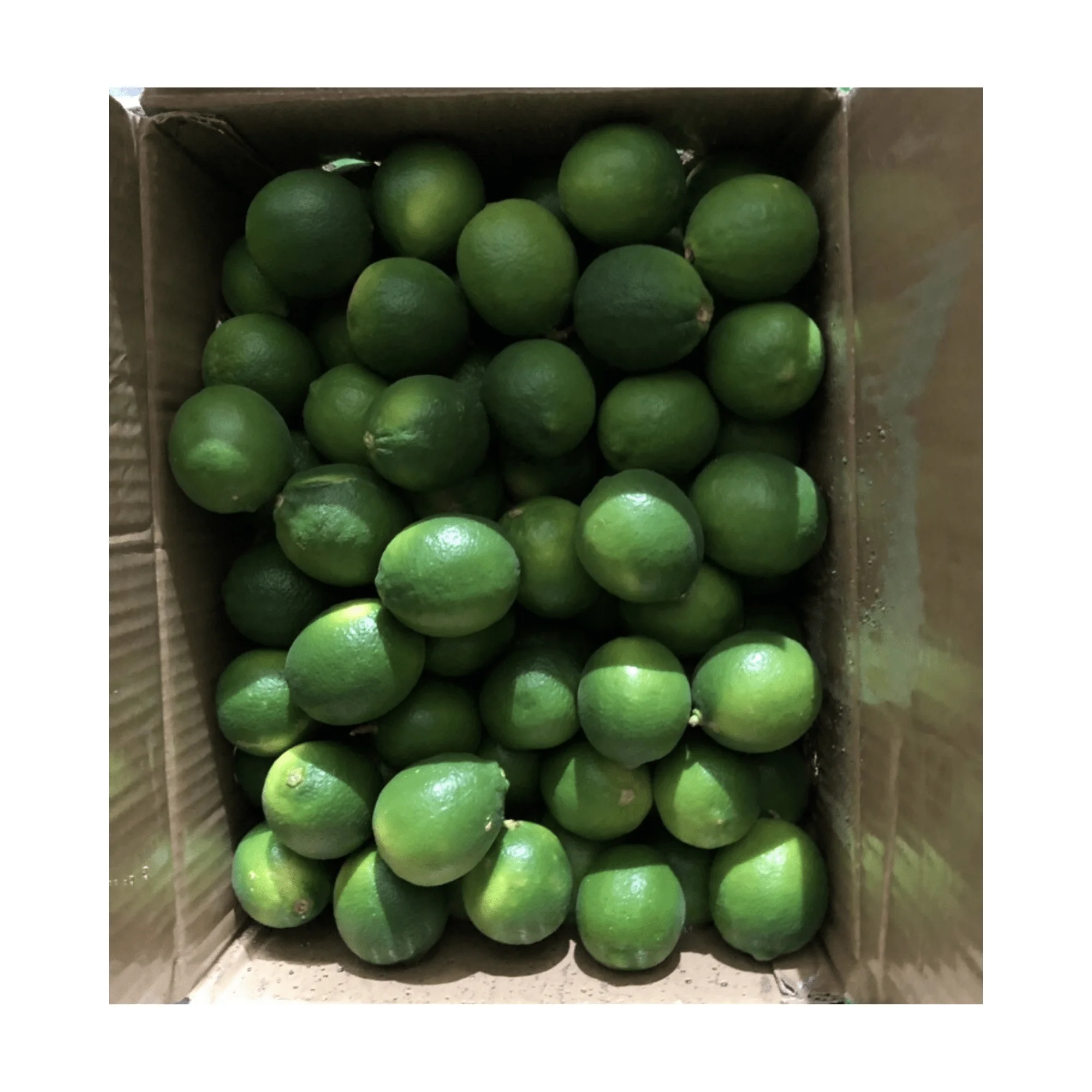 Fresh Vietnam Lime Wholesale Seedless Lemon Vietnam / Fresh Seedless Lemon New Crop Vietnam With High Quality And Good Price