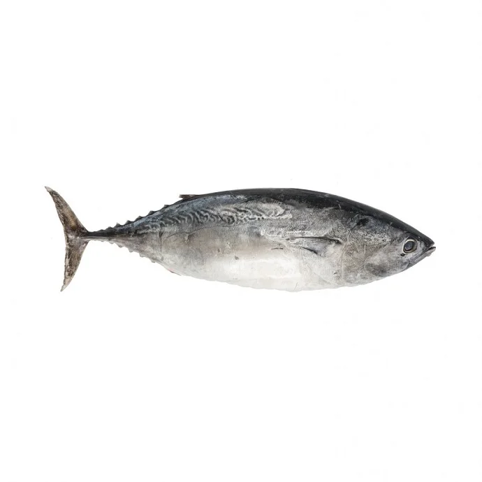 Catch By traw Frozen Fresh Yellowfin Tuna Whole Round