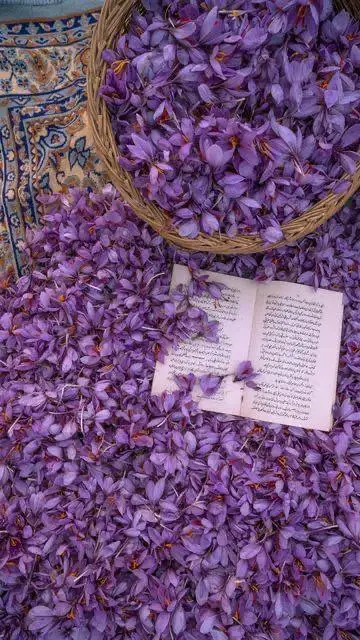 Organic Dried Saffron Powder Stylish Organic Cultivation