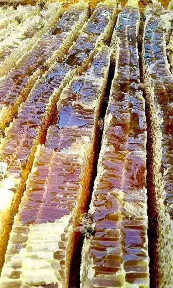 Top Seller Premium Quality 100% Malaysia Original Natural Bee Raw Honey Super Wholesales Newly Arrive 24 Months Shelf Life