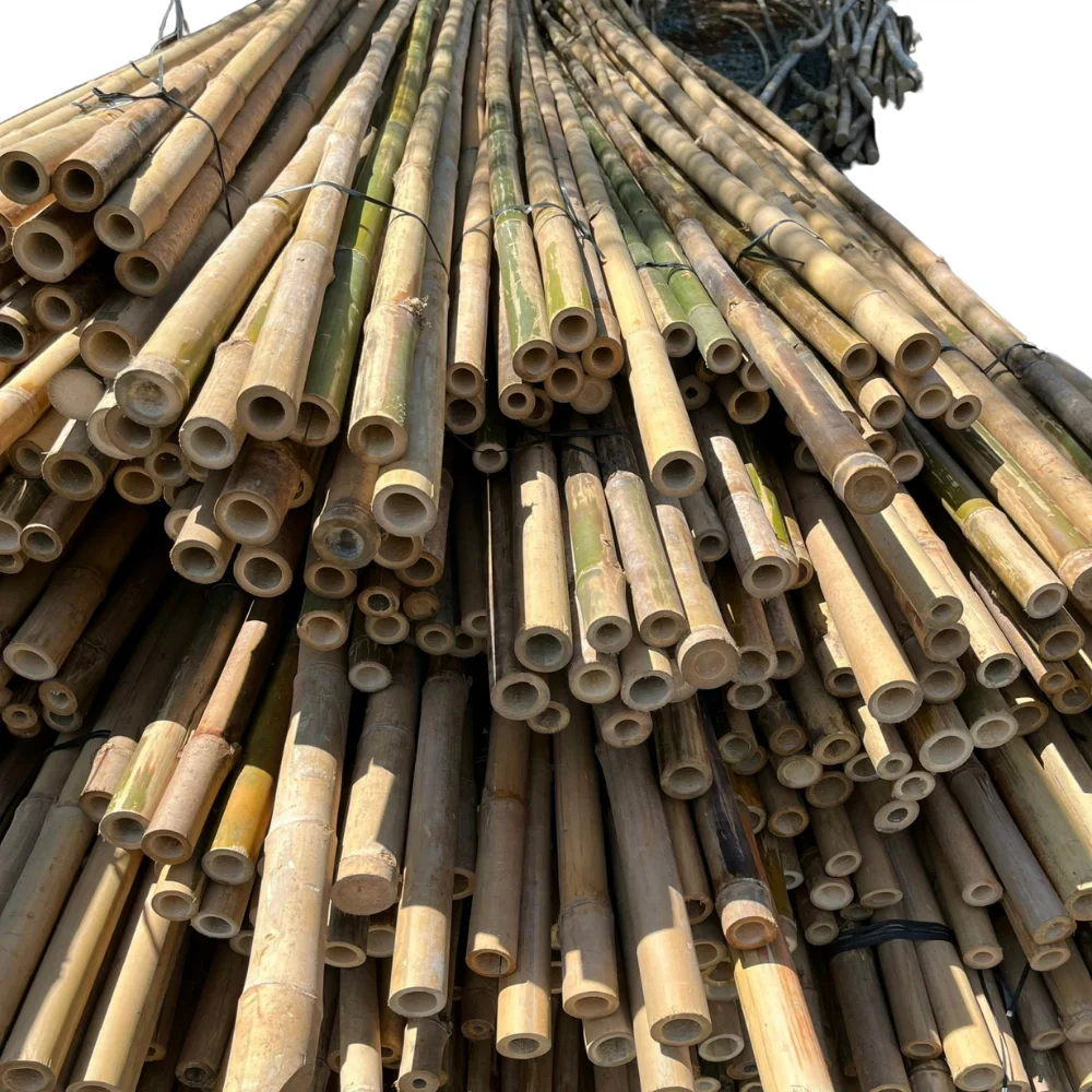 Low Price Bamboo Poles Wholesale Wholesale Big Diameter For Decor And Construction Bamboo Cane with Top Supplier