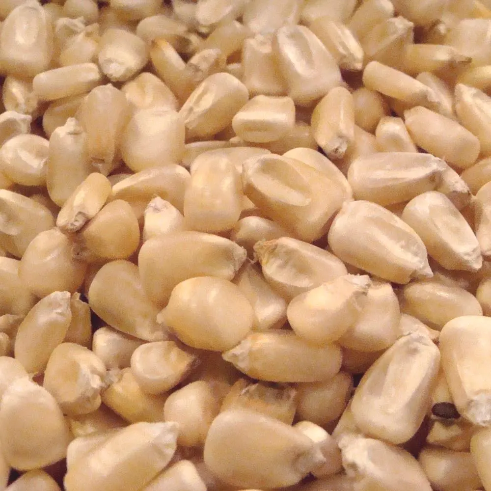 Top Deal on Best Selling Soybean Meal Type Hominy Feed from Experience Supplier 100% Natural Fresh Maize Flour Sweet Hominy