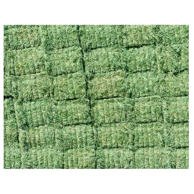 Alfalfa Hay Pellets For Animal Feed with Best Quality For Sale Bulk UK High Quality Pakistani Lush Green Moisture Controlled