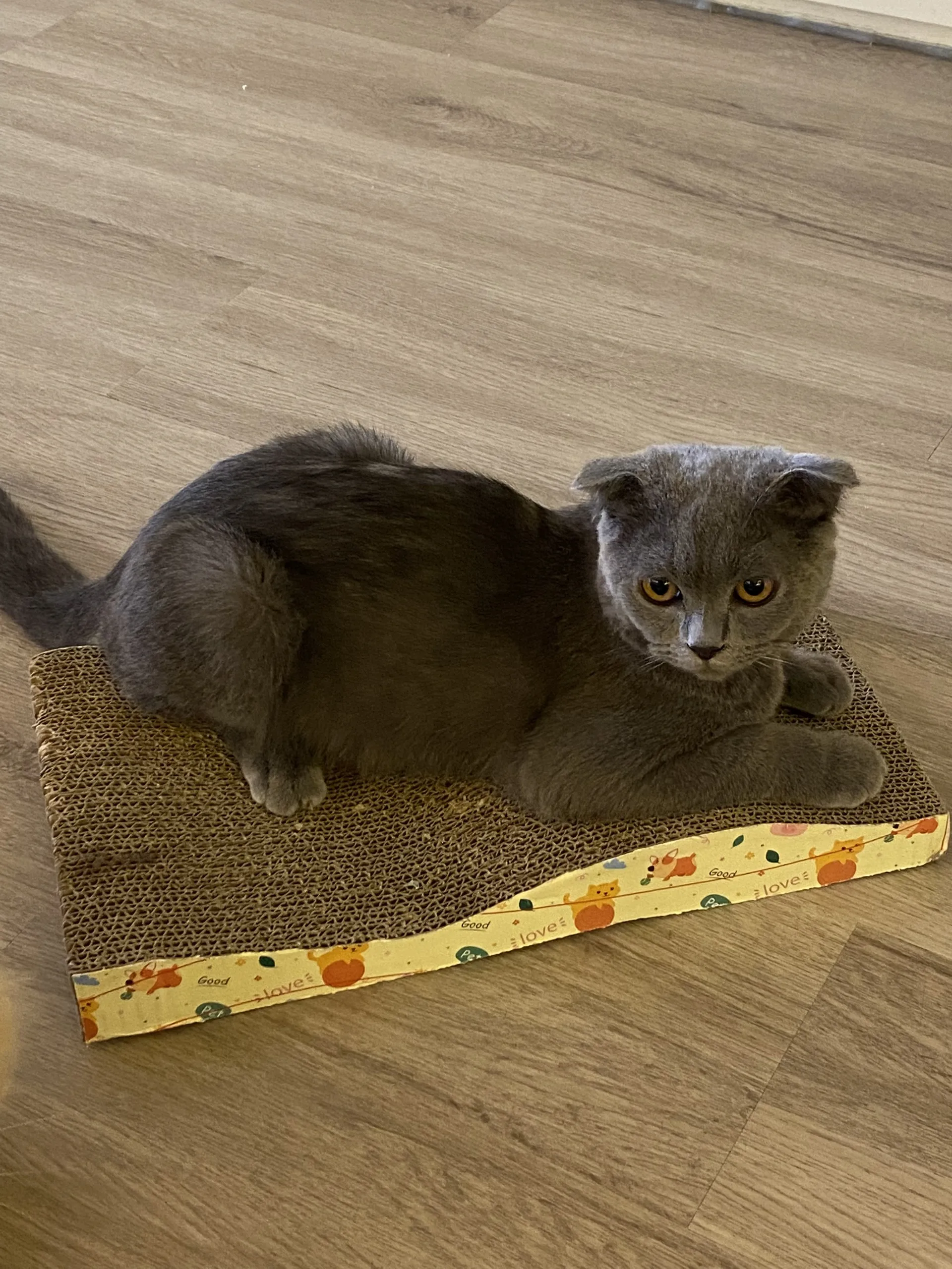 Premium Quality Paper Scratcher Cat Scratching Sleeping Playing Customized Color Multi Size from Vietnam- WINVN INT Ms. Jenny