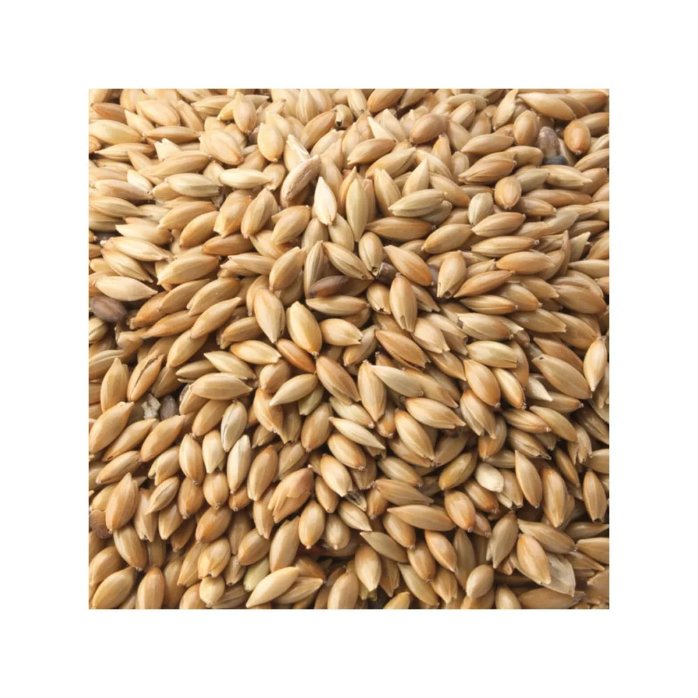 Quality Wholesale Supplier of Animal Feed Grade Organic Canary Seeds for Bulk Purchase
