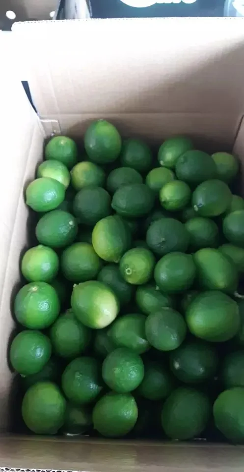 Wholesale cheap Price Hot sale high quality fruit green Lemon Fresh seedless Lemons