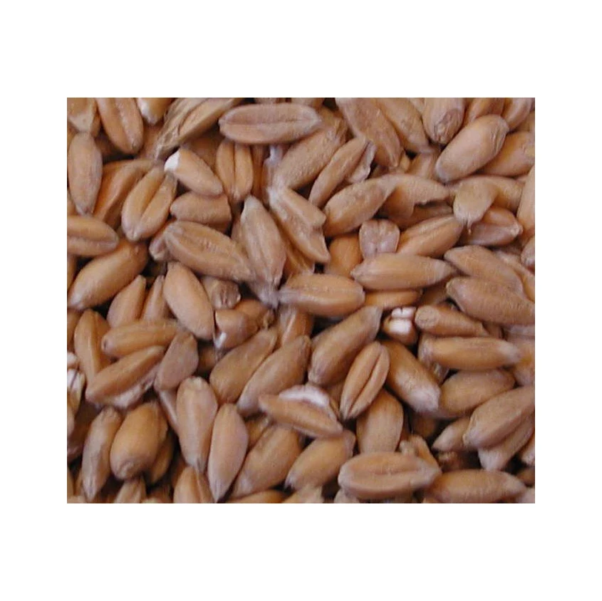 Spelt Grain Hulled Type Unpolished Origin