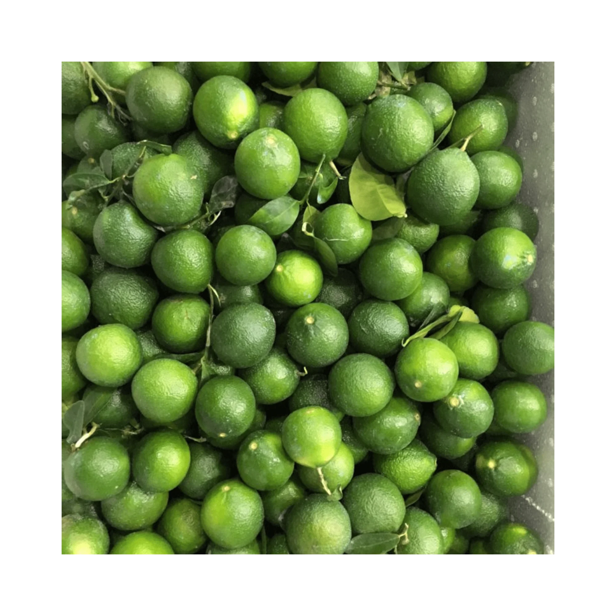 Fresh Vietnam Lime Wholesale Seedless Lemon Vietnam / Fresh Seedless Lemon New Crop Vietnam With High Quality And Good Price