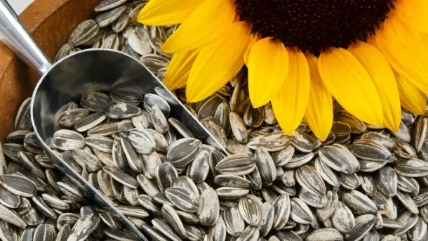 Sunflower Seeds 11.jpg