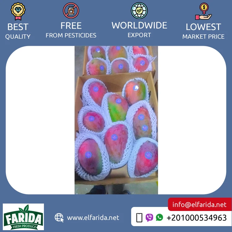 Good Quality Hot Selling Original Delicious Taste 100% Natural Fruit Fresh Mangoes from Egypt Origin Exporter at Wholesale Price