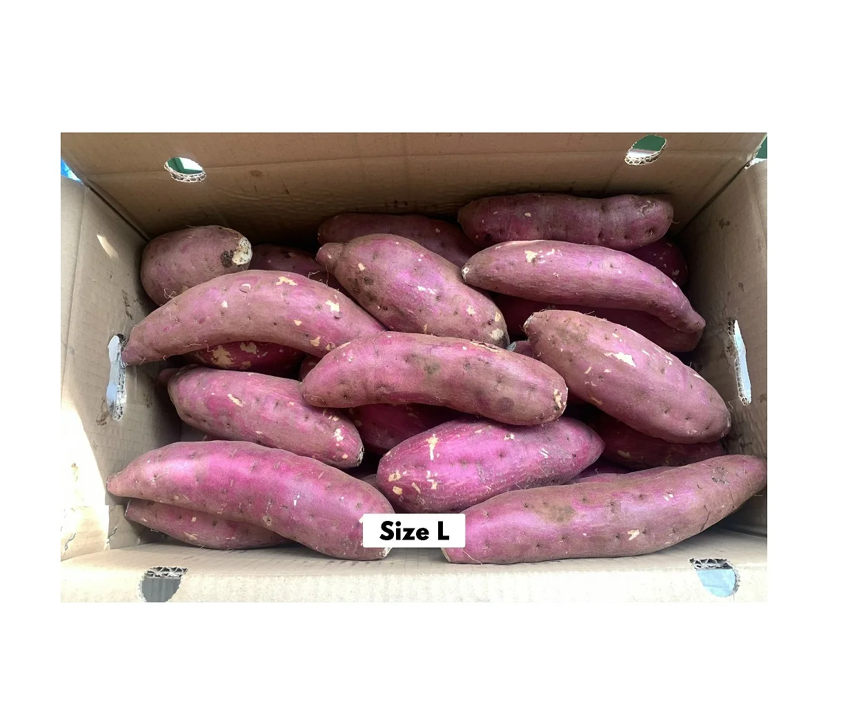 Лидер продаж, 100% натуральный свежий сладкий картофель из вьетнамской кожи по низкой цене, высокое качество 2022 (оптовая продажа)
