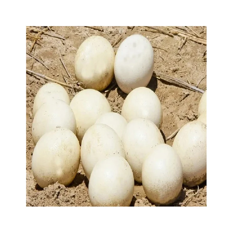 Farm Fresh Ostrich Table Eggs Brown and White Shell Chicken Eggs in Ukraine Style Color Shelf Origin