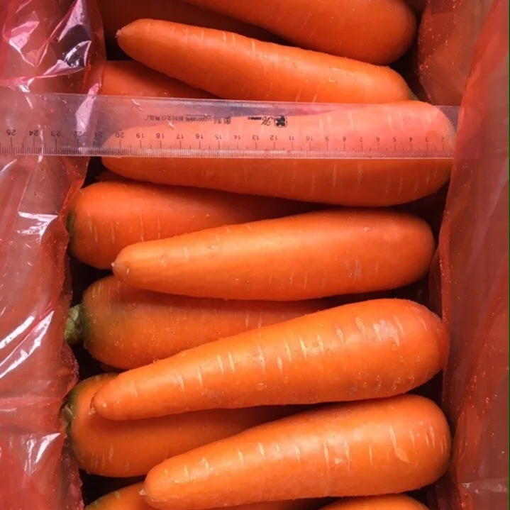 Оптовая свежая красная Морковь из Вьетнама