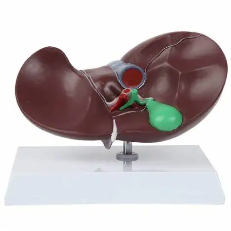 High Quality A One Science LIVER MODEL Educational Lab Science Training Medical Item Color Realistic Feature Origin