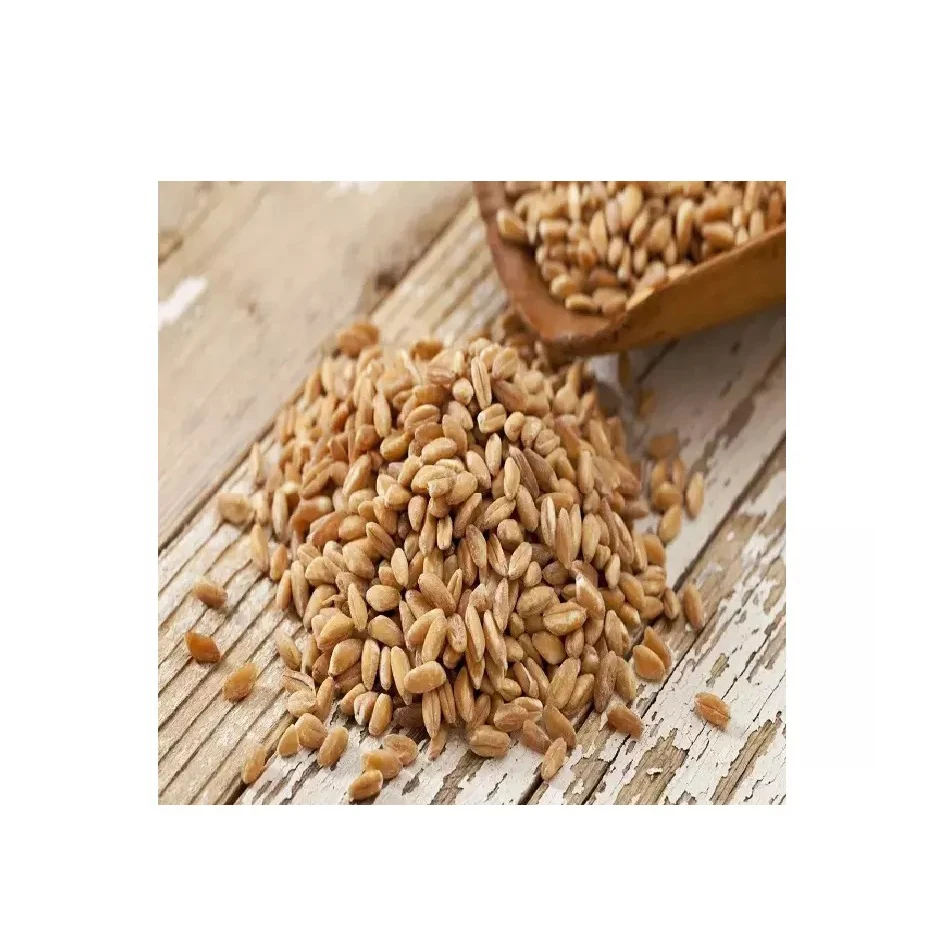 Best Barley For Animal Feed and Human