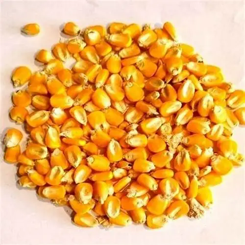 Best Grade Rich in High Quality Organic Corn best quality dried yellow corn at Most Favorable Price