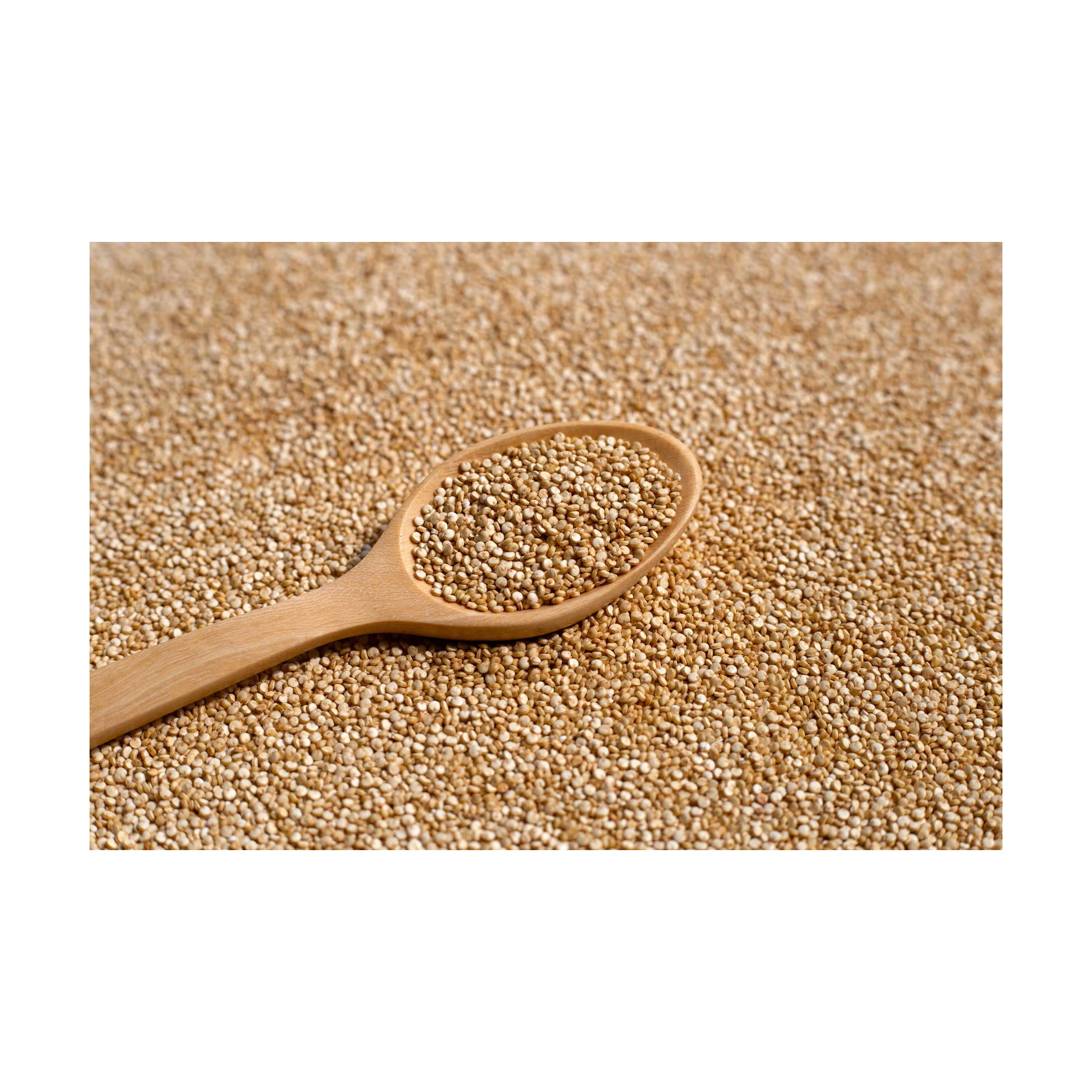 High Quality Premium 100% Natural Organic Amaranth Grain Seeds  exporter