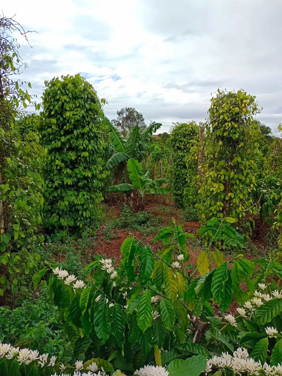 100% Natural Pure Ground BLACK PEPPER with Best Price in Bulk Quantity Vietnam Pepper High Value OEM/ODM Dried Black Pepper