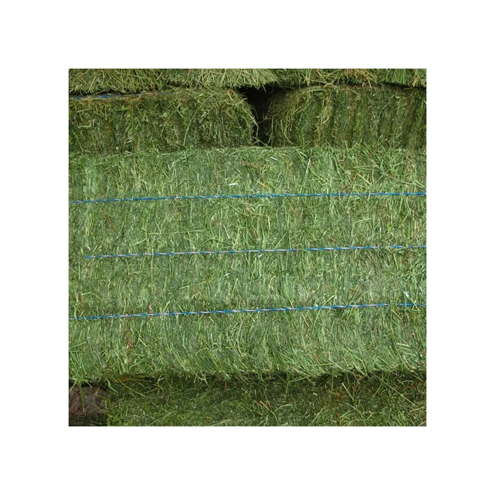 Quality alfalfa hay bays / Alfafa pellets / Dehydrated Alfalfa cubes timothy hay