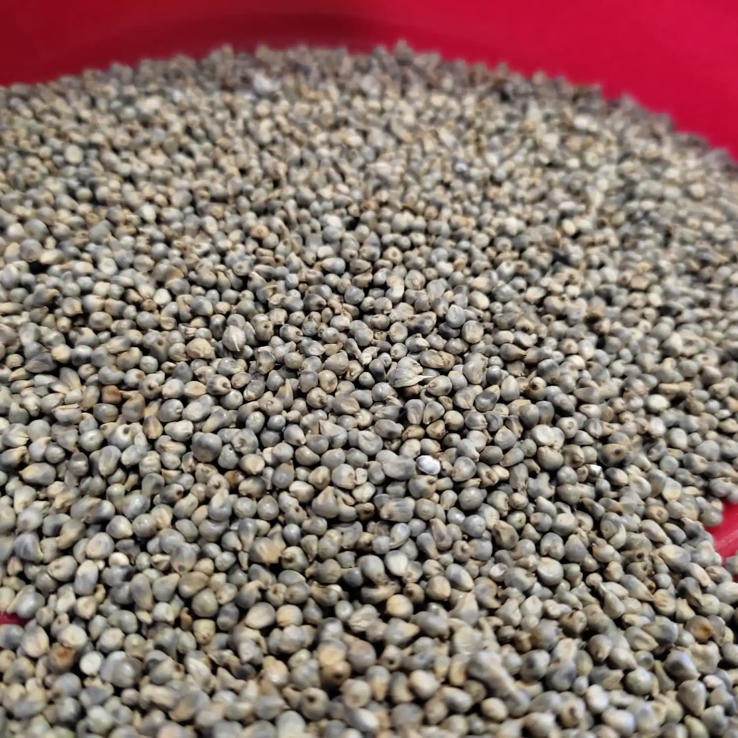 Indian Green Millet for Animal Feed