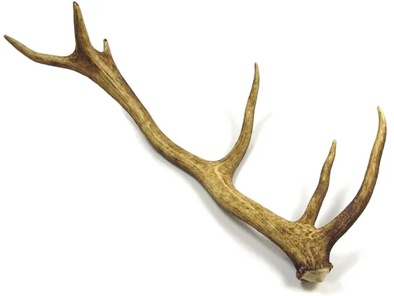 Cheap price Red Deer Antlers, Red Deer Antlers Horns, Naturally Shed Whole Red Deer Antlers/  bulk deer antlers / deer antlers