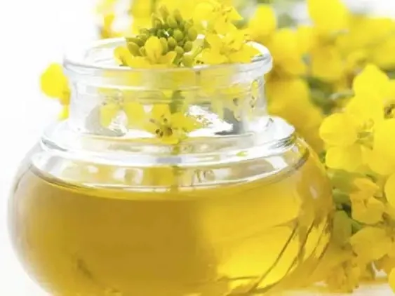 High Quality Canola Rapeseed Oil Pure Refined at Very Low Factory Price