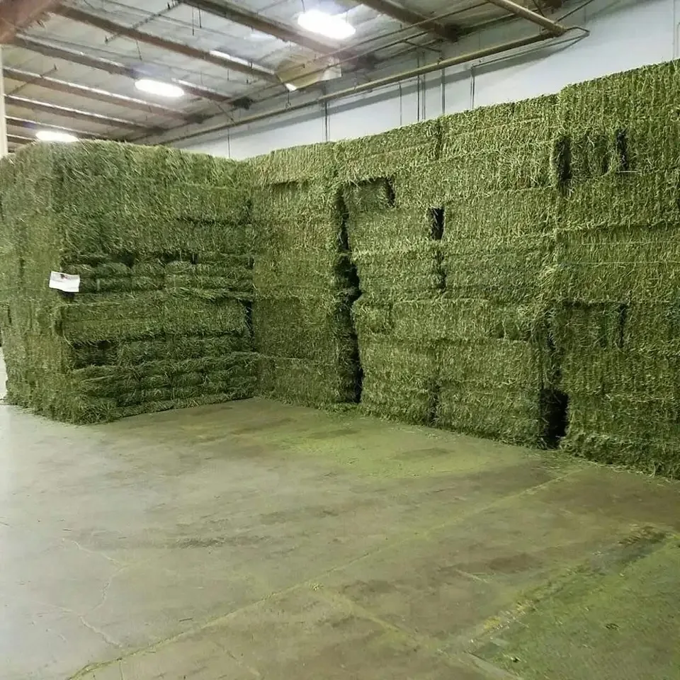High Standard  Dry Alfafa Hay For Animal Feed Alfalfa