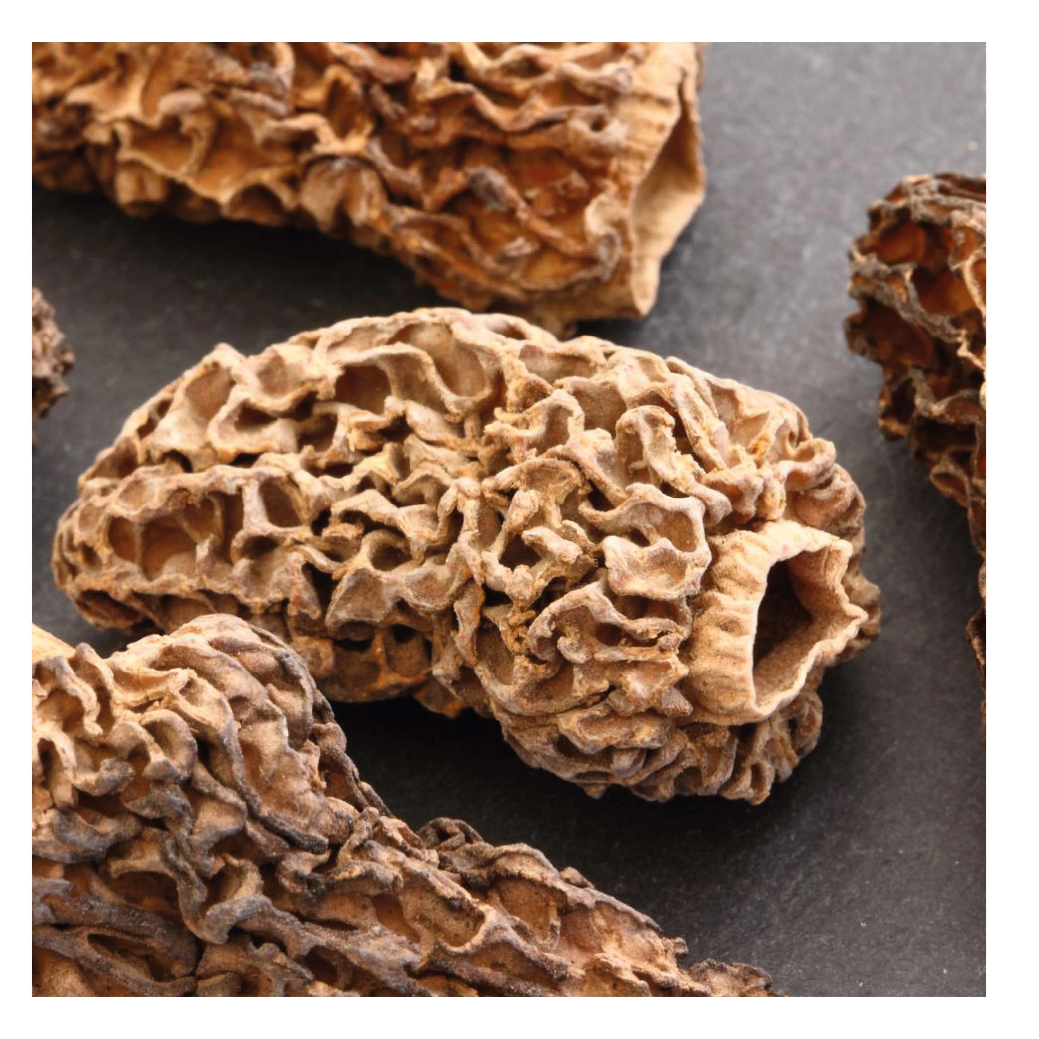 Turkish Wild Morel Mushroom Morchella Conica Turkish Wild Morel Mushroom Morchella Conica High Quality