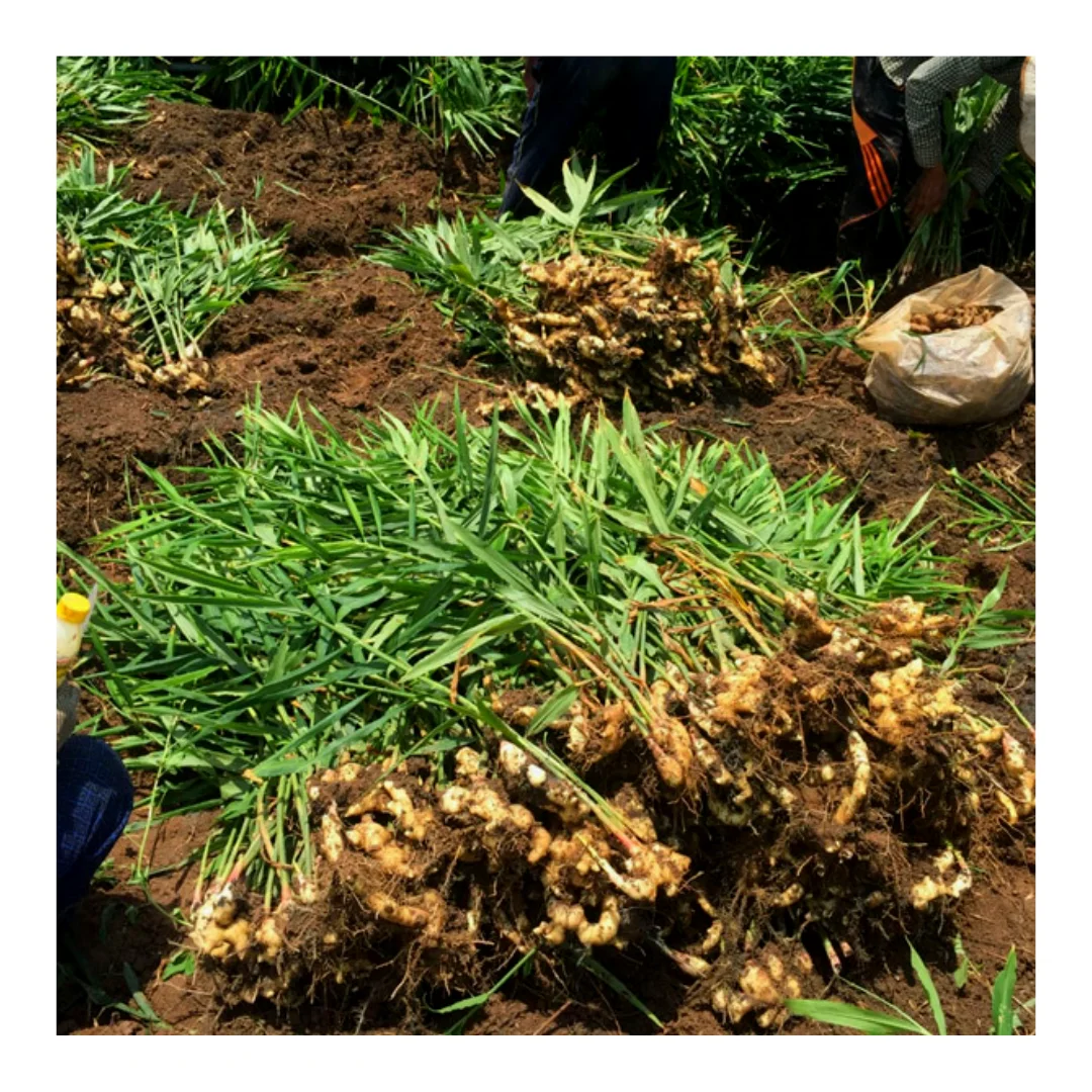 Wholesale Price Light Yellow Fresh Ginger Or Dried Ginger With Natural Spicy Taste Plant Directly