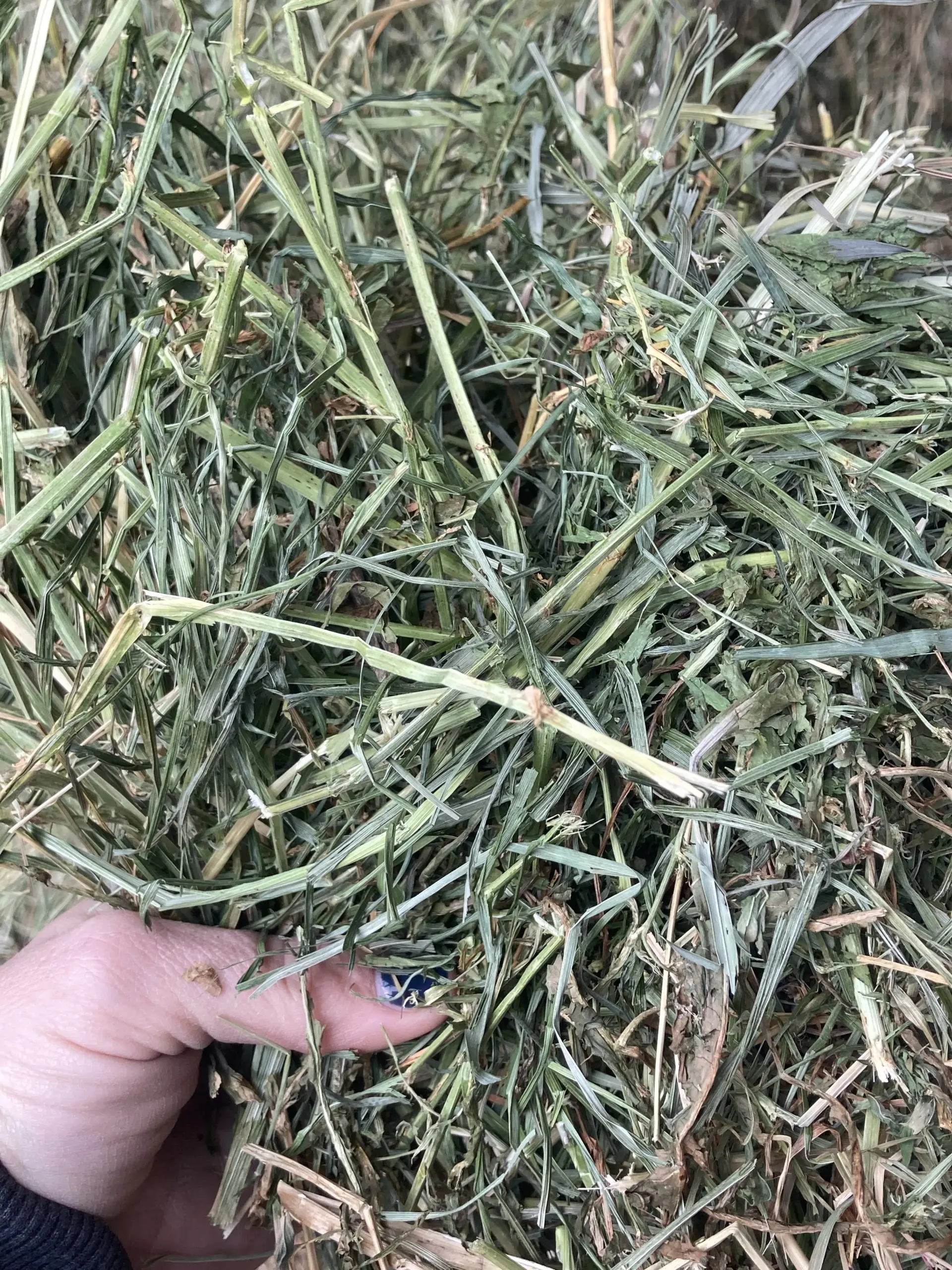 Alfalfa2.jpg