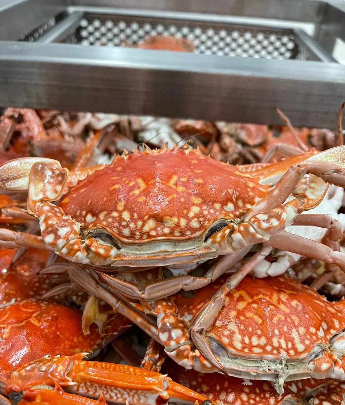 ATTRACTIVE PRICE OF TUNISIAN ORIGIN TOP QUALITY FROZEN COOKED WHOLE CRAB FREEZING BY NITROGEN FREEZER