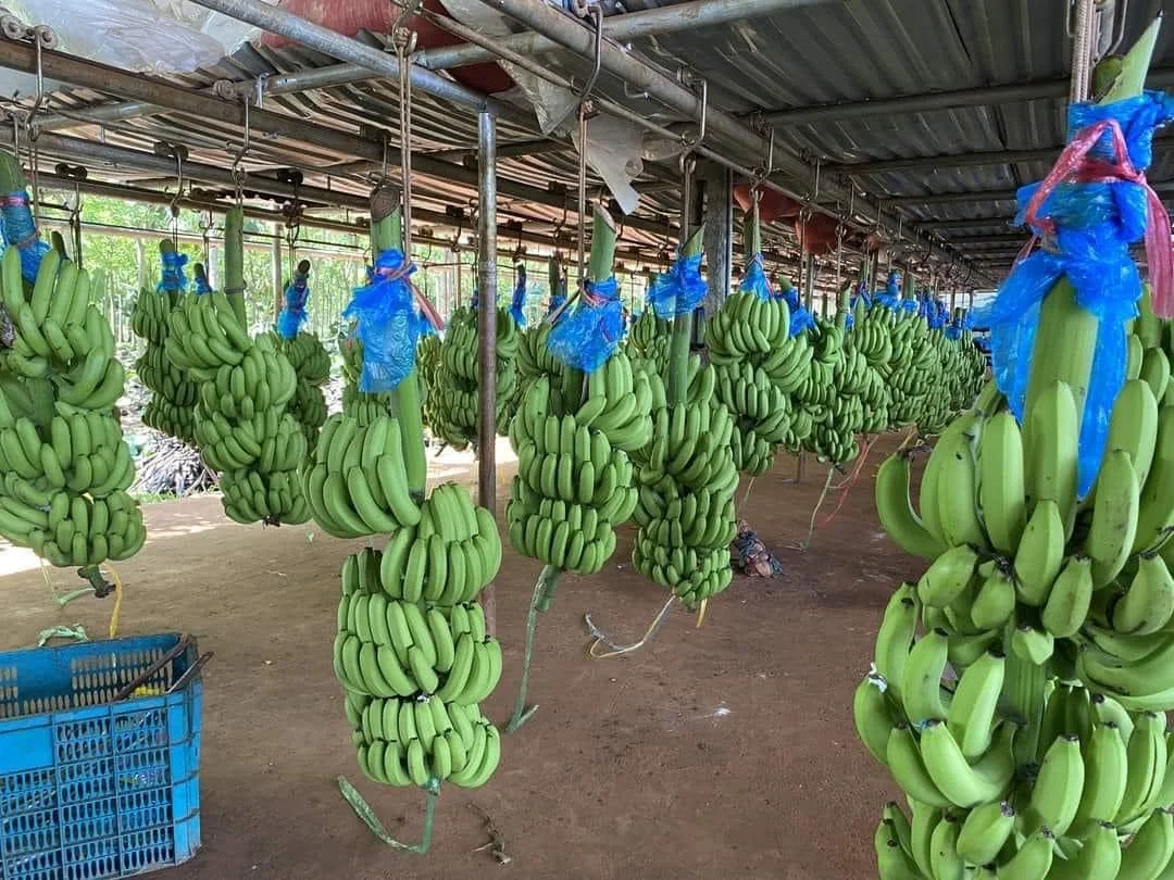 Best Quality -Fresh And Delicious Cavendish Banana -Tropical BANANE Style Cavendish customized - Natural Green Bananas - ANNA DO