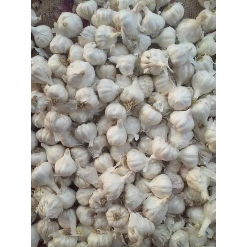 Wholesale garlic  Elephant Garlic export  in pouch packing