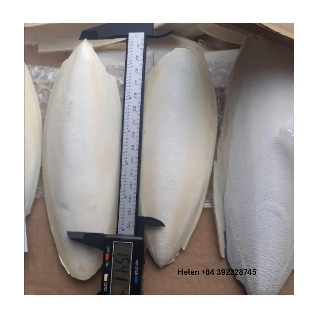 VIETNAM SUPPLIER CUTTLEFISH BONE - DRIED CUTTLEBONE VARIOUS SIZES WITH HIGH QUALITY HIGH GRADE FAVORITE BIRD CHOICE