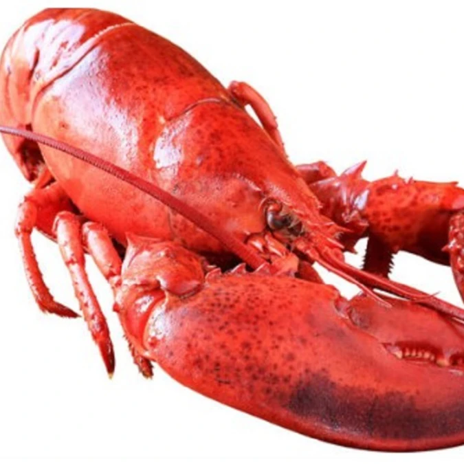 Wholesale Supplier Of Bulk Fresh Stock of Frozen seafood Lobsters