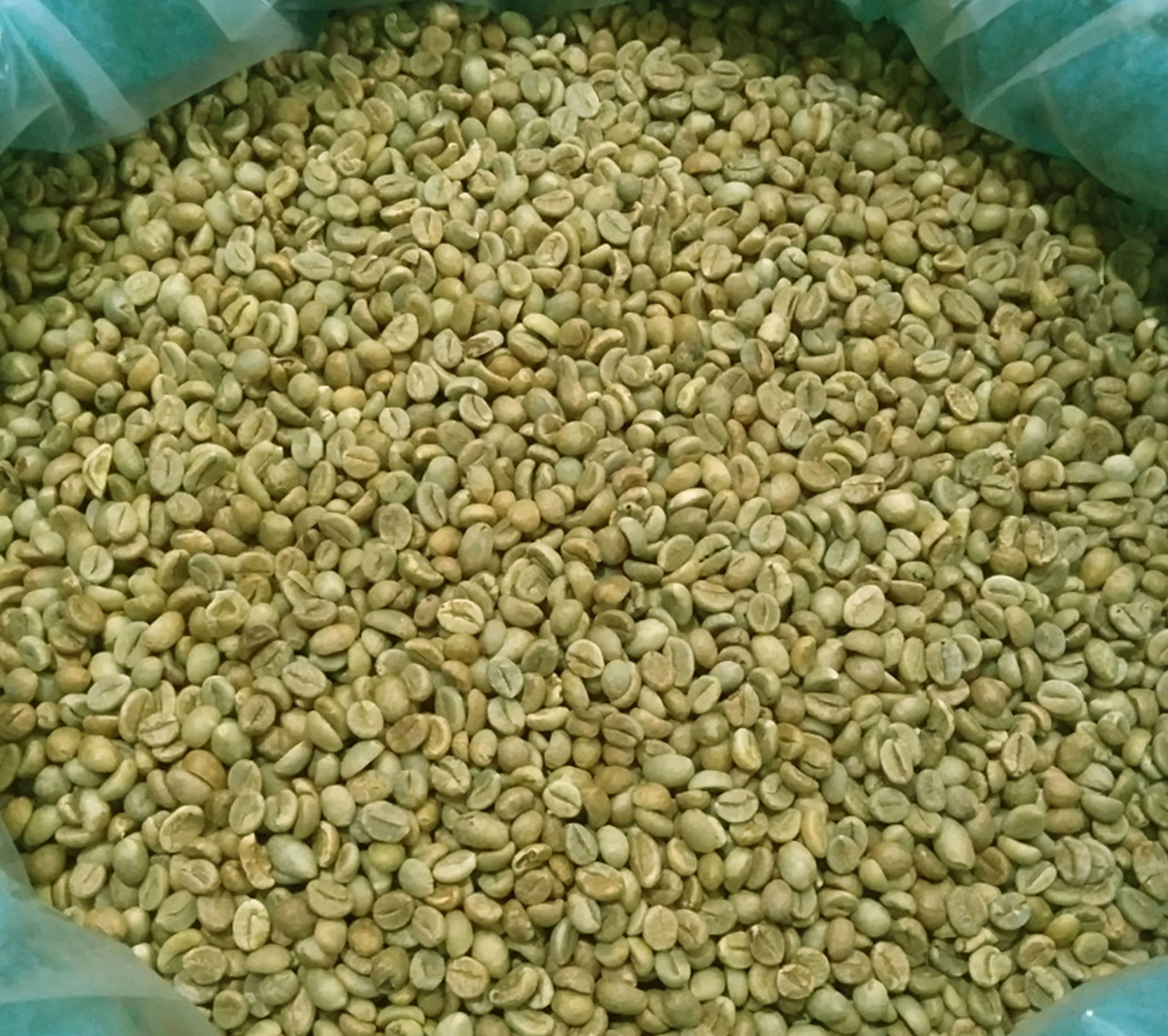High Quality Vietnamese Specialty Arabica Green Coffee Beans Bagged Specialty Coffee for International Delivery