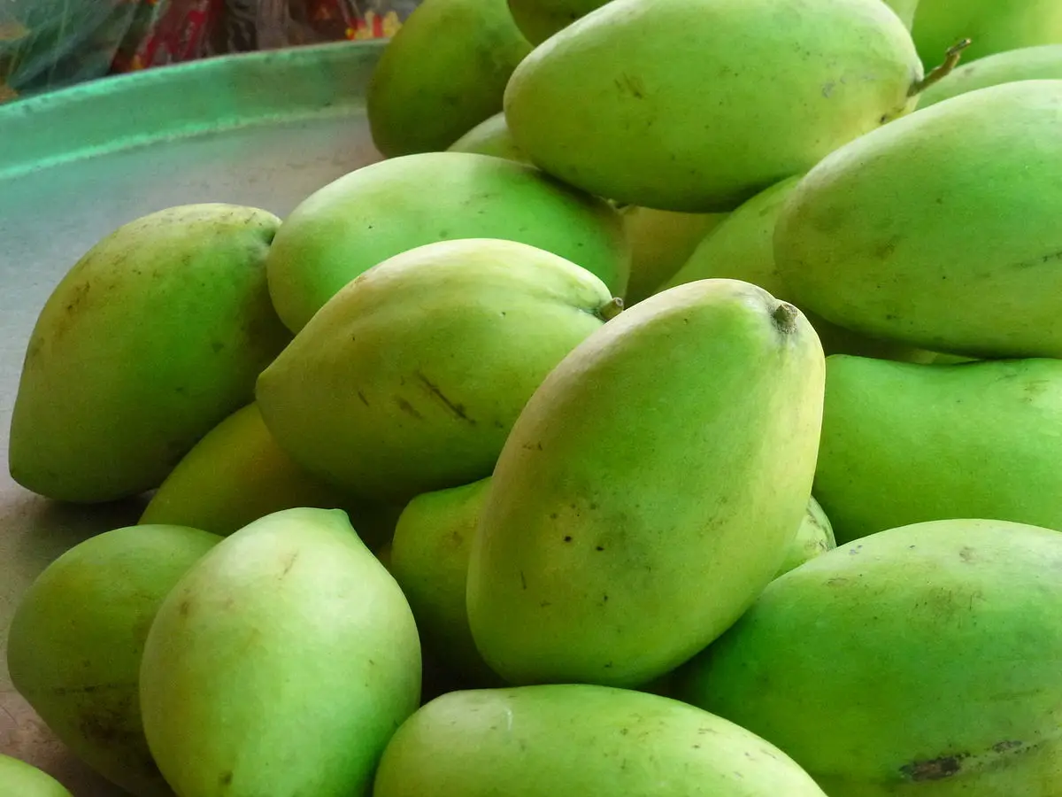 TOP SELLER PRODUCT HOA LOC MANGO FROM VIET NAM EXPORT GRADE