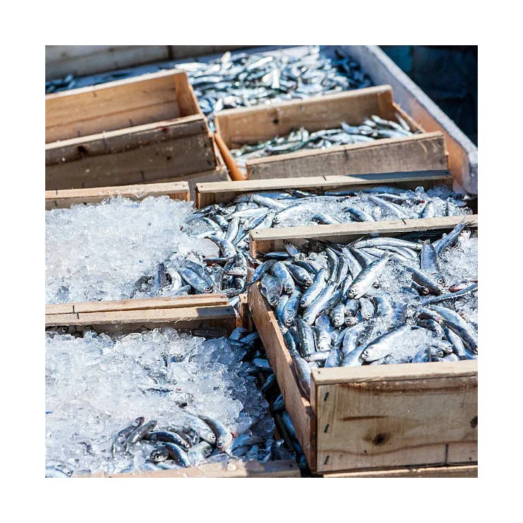Healthy Sea Food Dried Whole Round Frozen Fresh Sardine Fish