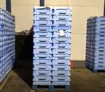 Ready For the New Egyptian Grapes Crop Premium Quality with cheap Price Natural Healthy fruits