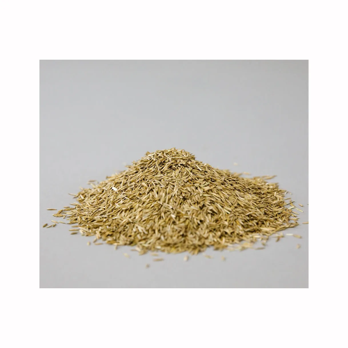 Wholesale High Quality Lawns Herbs in Bulk Fescue  Seeds for Sale From Perennial and Annual Herbs Supplier