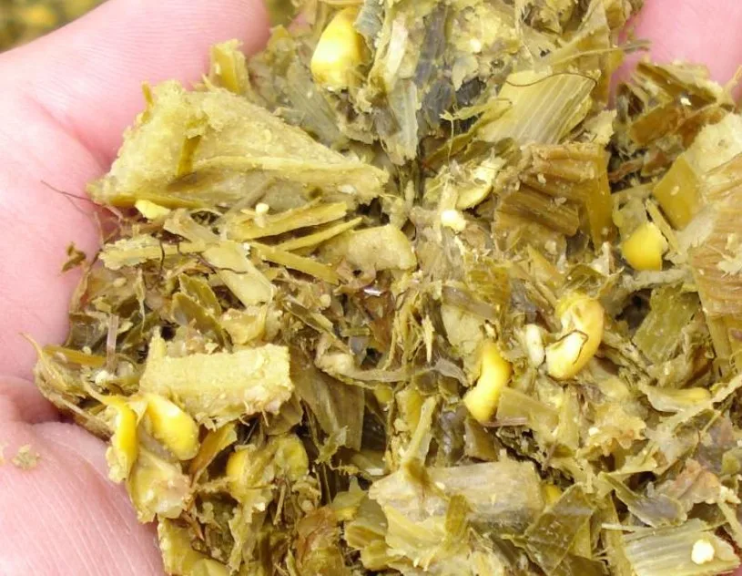 CORN SILAGE/ MAIZE SILAGE hight quality for animal feed in VIETNAM Good Price