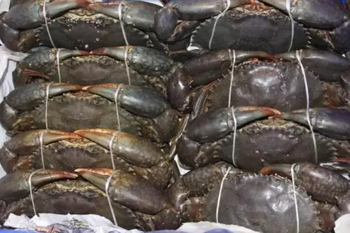 Premium Quality Exported Live or Frozen Mud Crab Male Or Female Fresh Crabs For Wholesale Fresh Live Crab Live