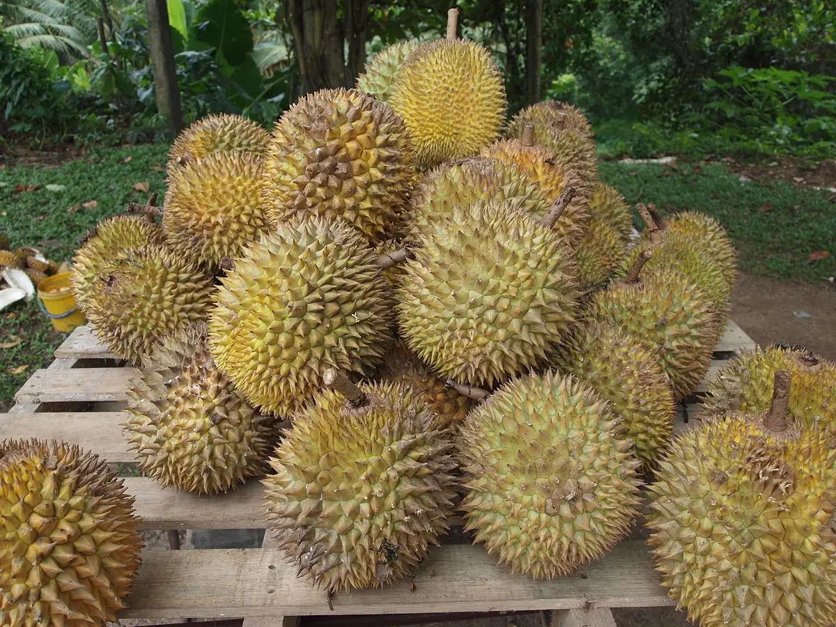 Вьетнамский свежий дуриан новый урожай Monthong Durian Ri6 Премиум качество Лучшая цена на экспорт